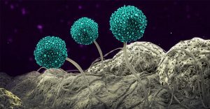 Mycotoxin-Toxicity