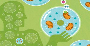 heal-your-mitochondria