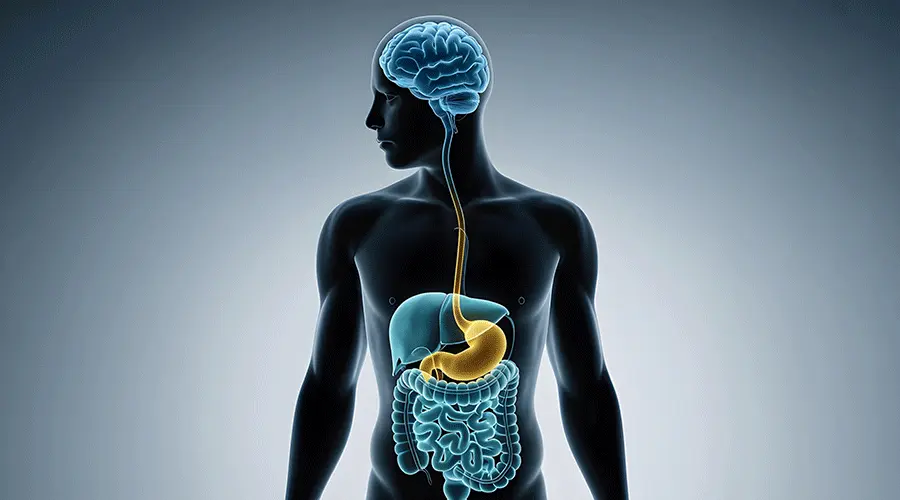 Leaky Gut Explained: What It Means and Why It Matters