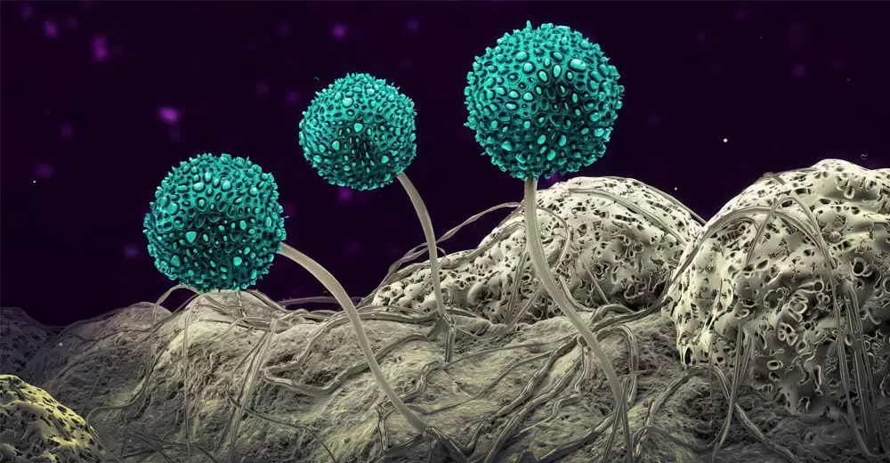 Mycotoxin-Toxicity