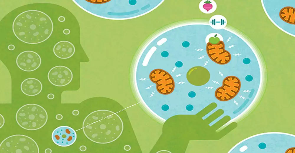 Mitochondria